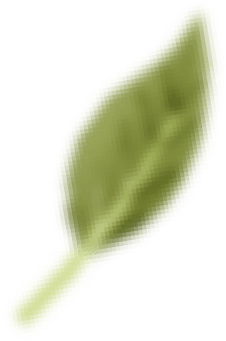 leaf 1